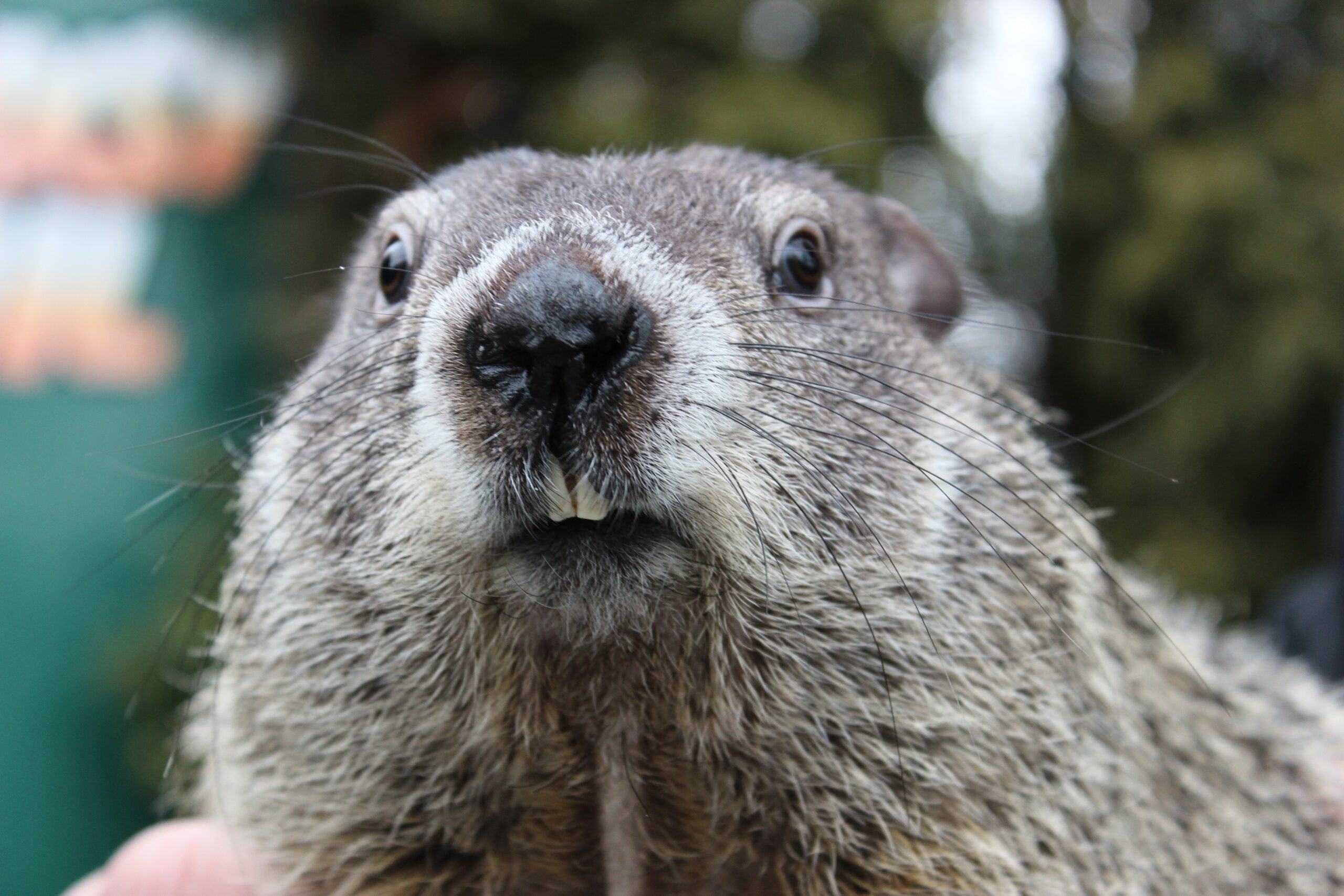 What Does The Saying Groundhog Day Mean